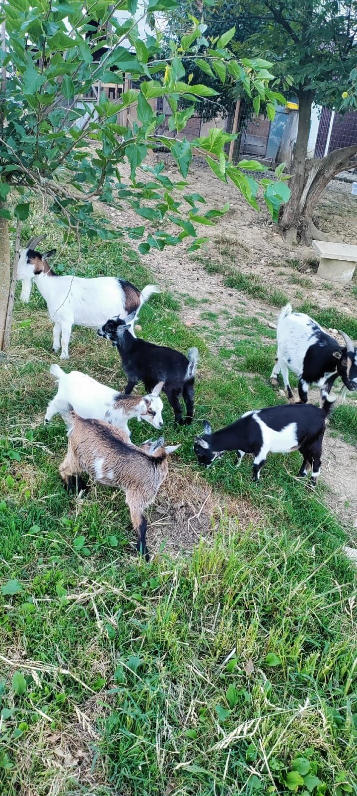 Mini-Zwergziegen Weibchen! 3