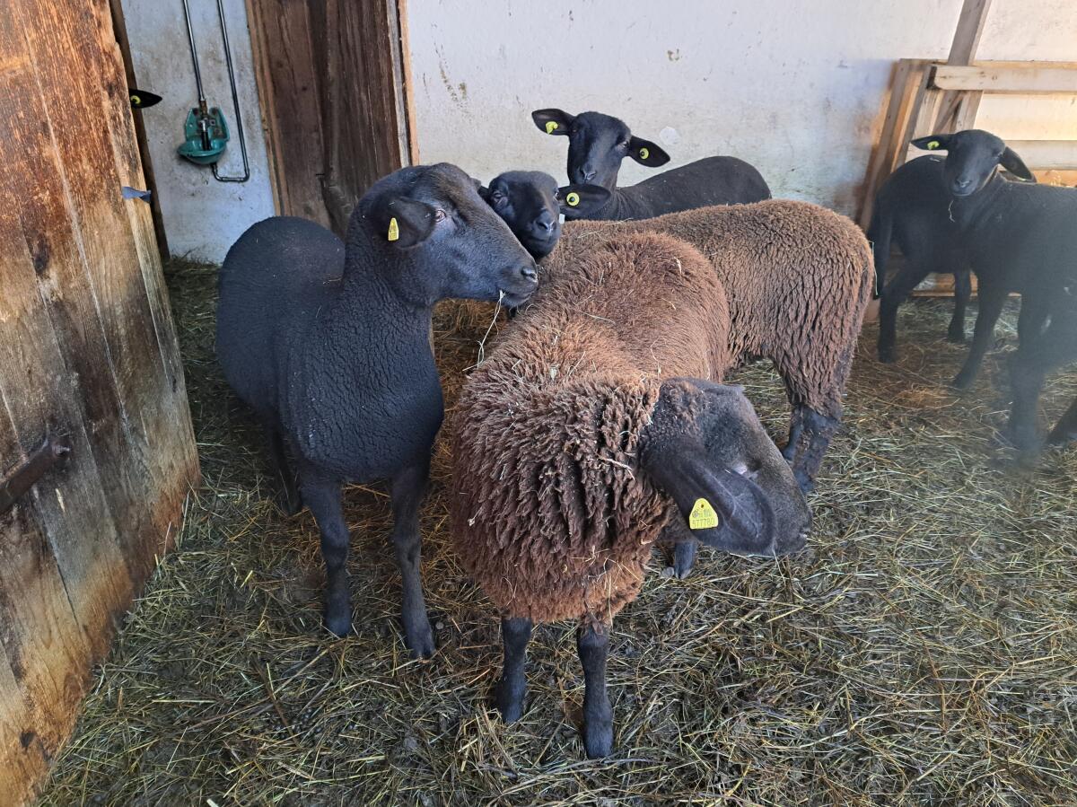 BIO Jura Zuchtlämmer 2