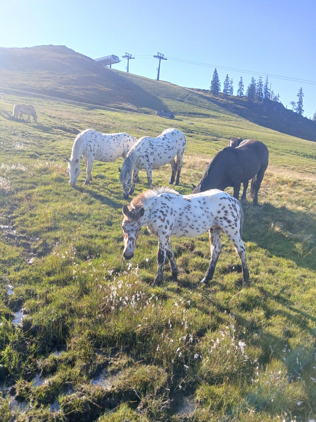 Verkaufe Noriker Tigerhengstfohlen 2