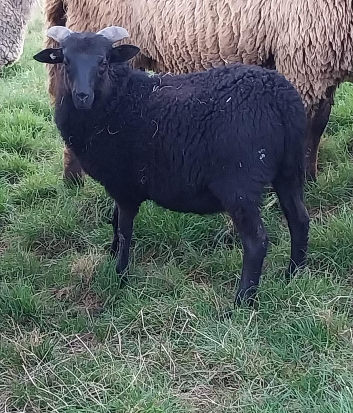 Grau gehörte Heidschnucke, Bock 2