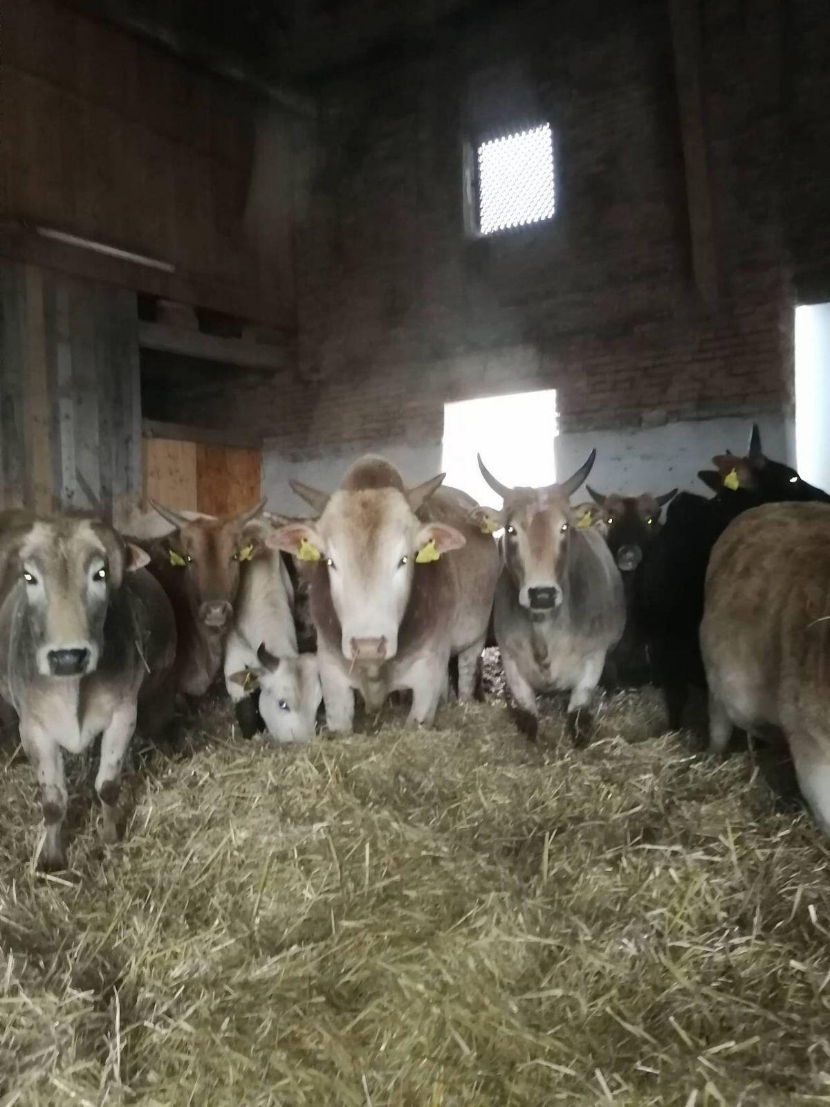 Rinder Zwergrinder Zebu 1