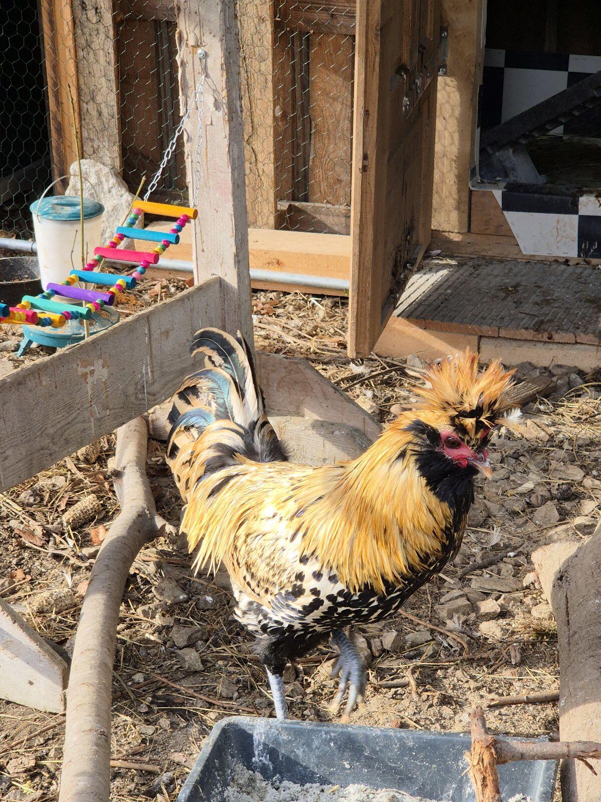 Brabanter Bauernhähne 3