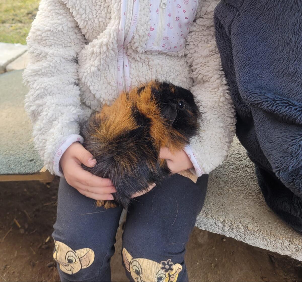 Meerschweinchen Männchen 1