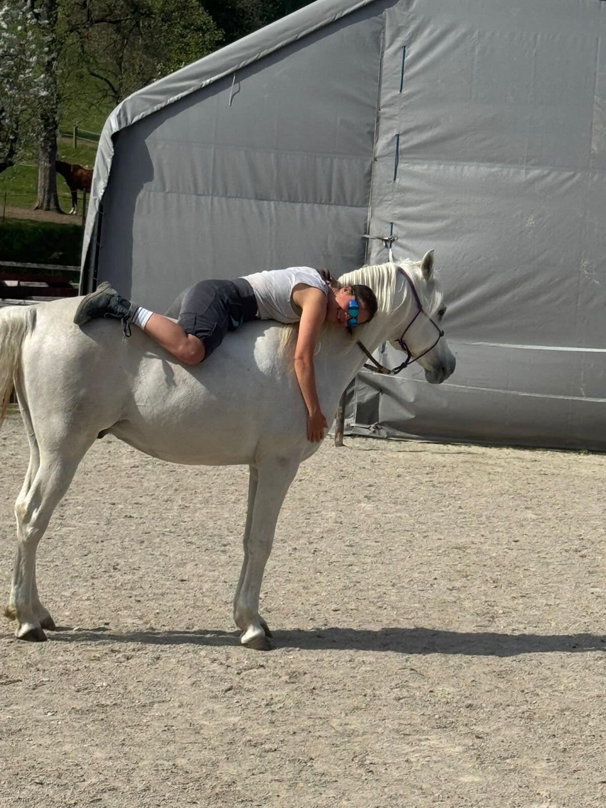 Vollblutaraber Wallach 3