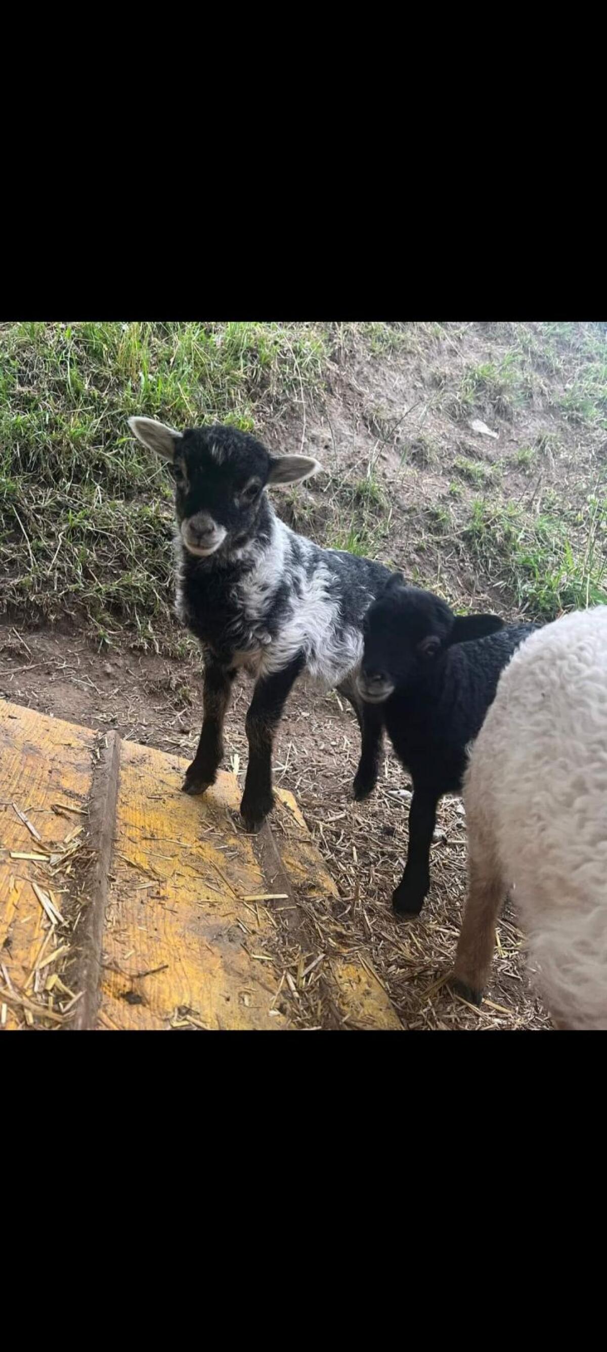 Zwergschafe Quessantschafe 2