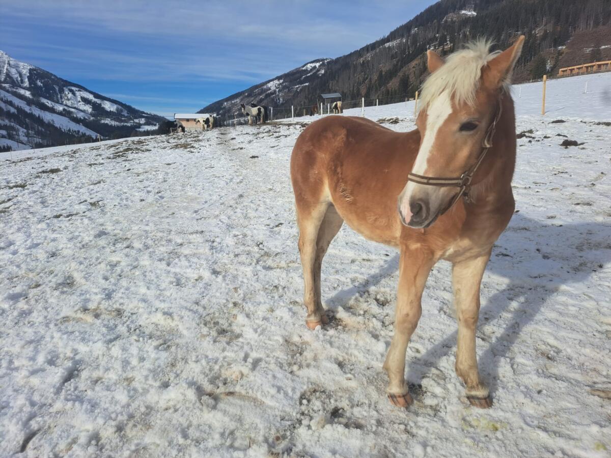 Haflinger Hengstfohlen NICO 2
