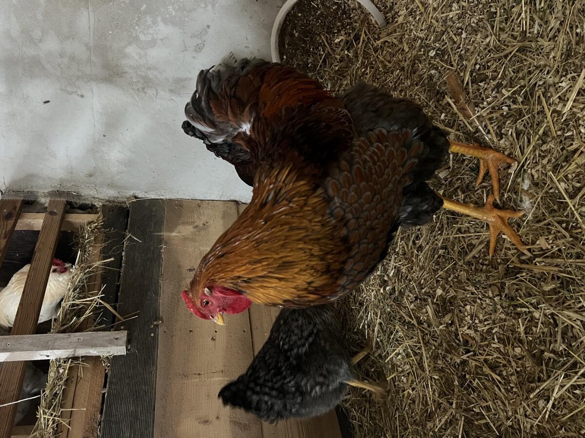 Verkaufe Wyandotten-Hahn 2