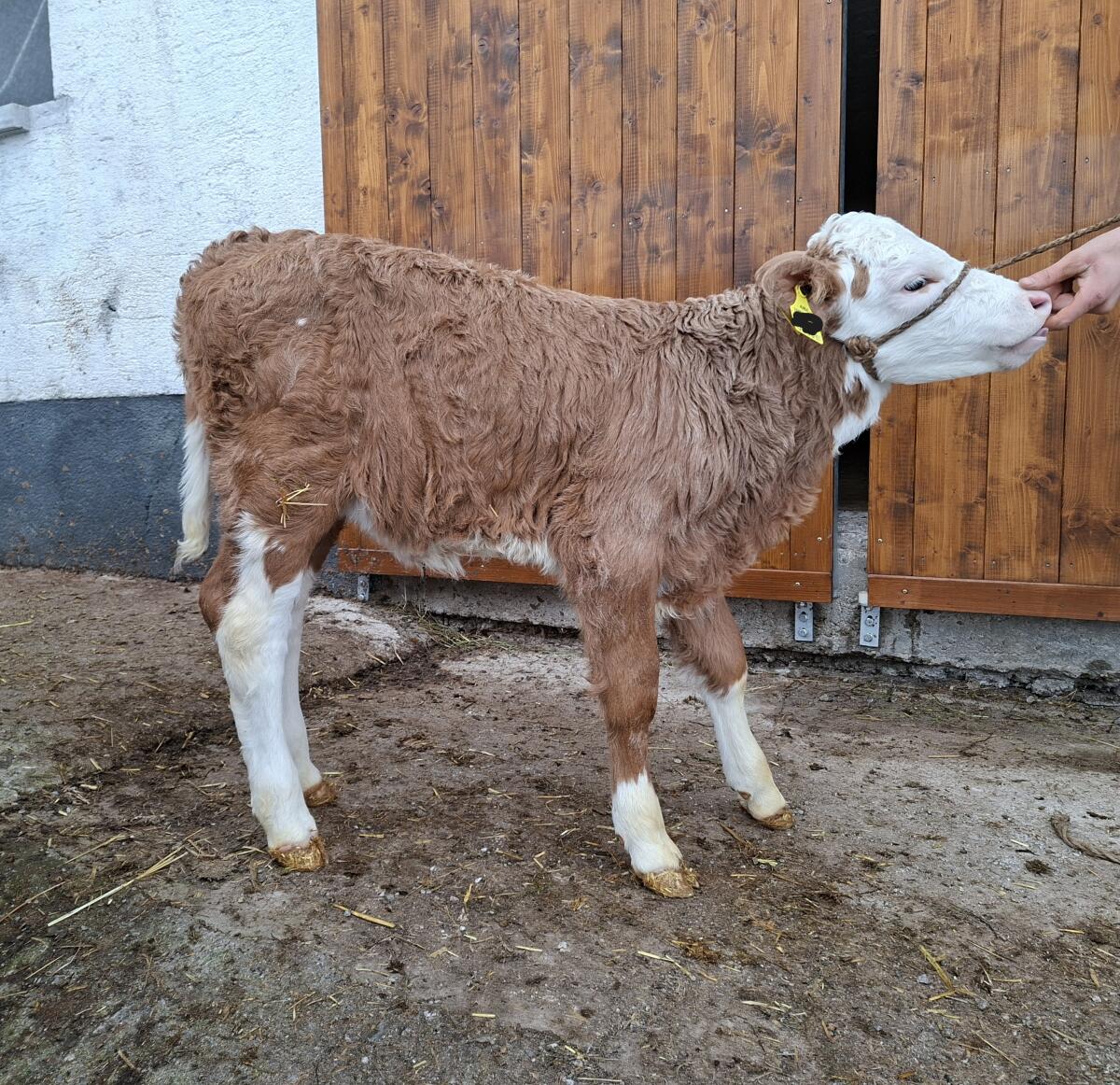 Verkaufe BIO Fleckvieh-Kuhkälber 2