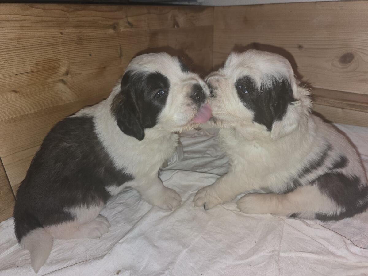Wunderschöne Bernhardiner-Welpen zu vergeben 3