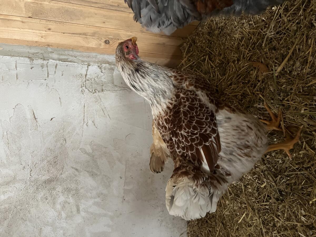 Verkaufe Wyandotten Hähne 2