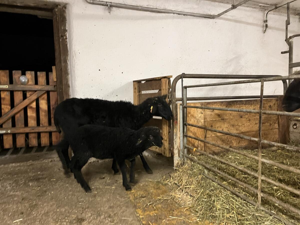 Tiroler Strinschaf 3