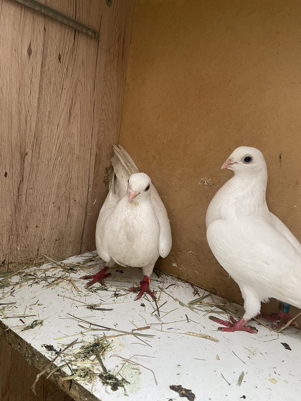 Tauben Galatzer Roll 3