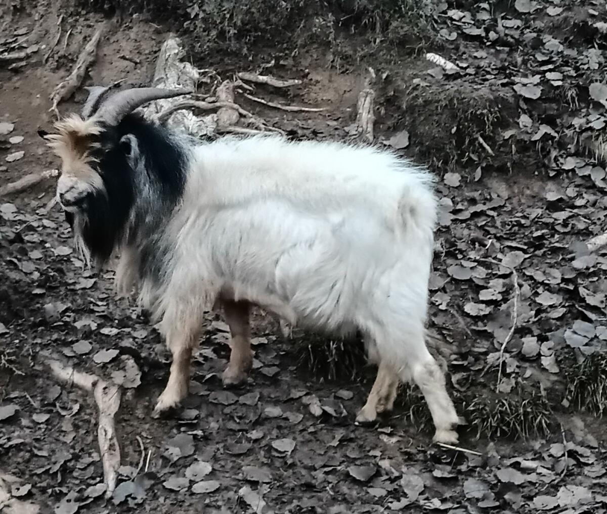 Mini-Zwergziegenbock 1