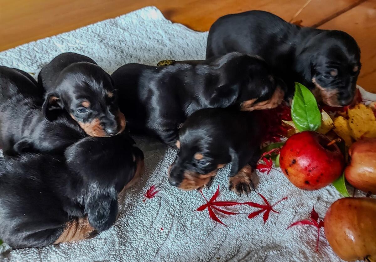 Dackelwelpen abzugeben 3