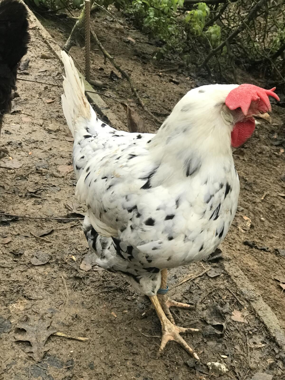 Exchequer Leghorn Hennen 1