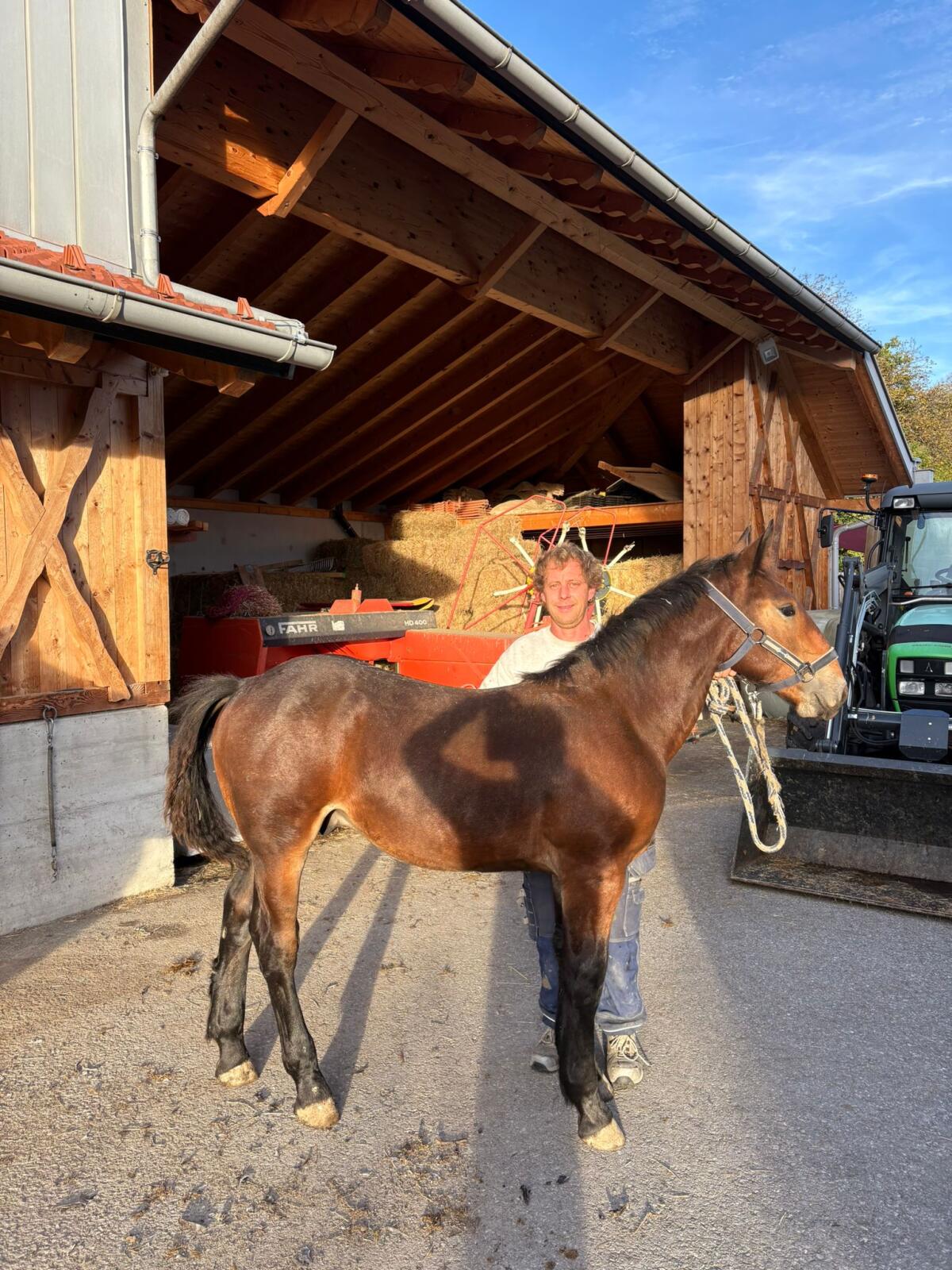 Wunderbarer Norikerhengst 1