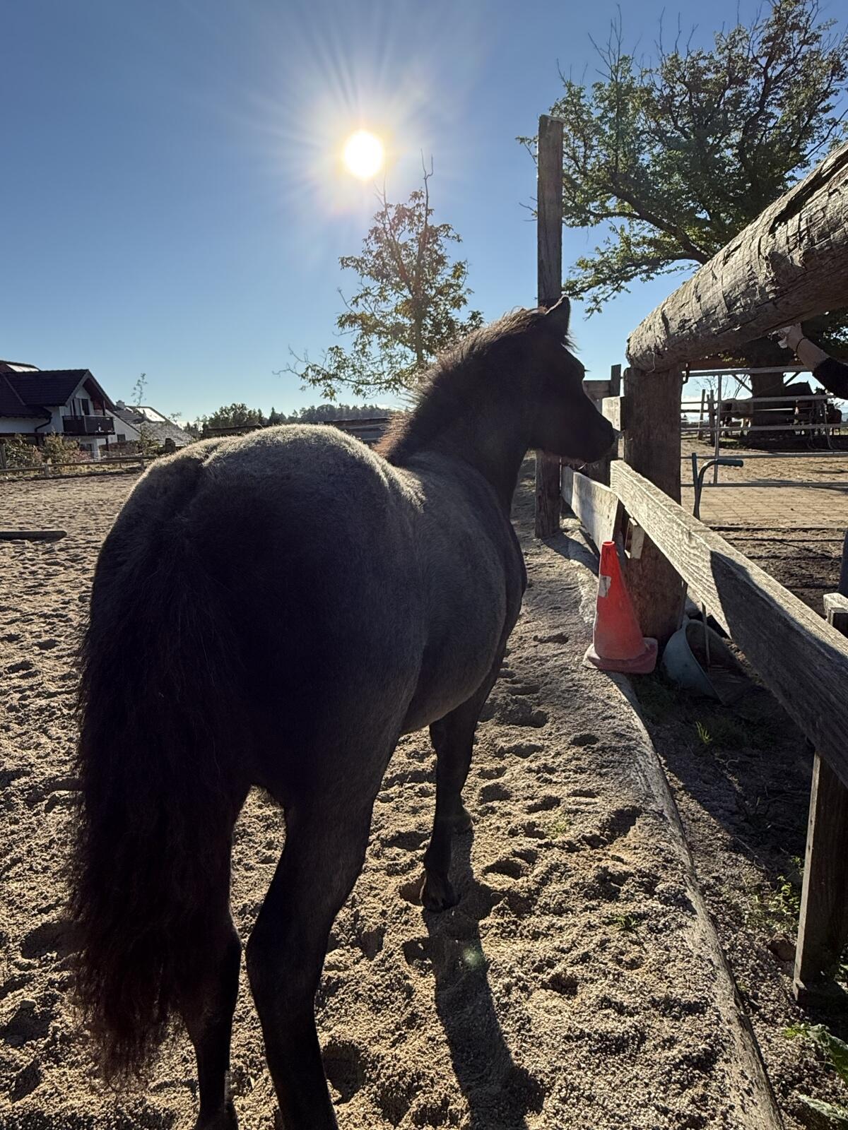 Dartmoor-Mix Stutfohlen 1