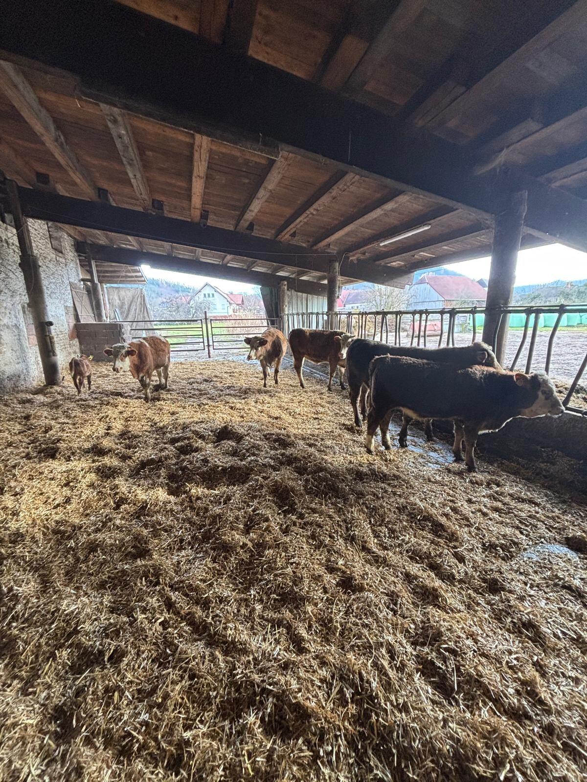 Verkaufe Jungkalbinnen 3