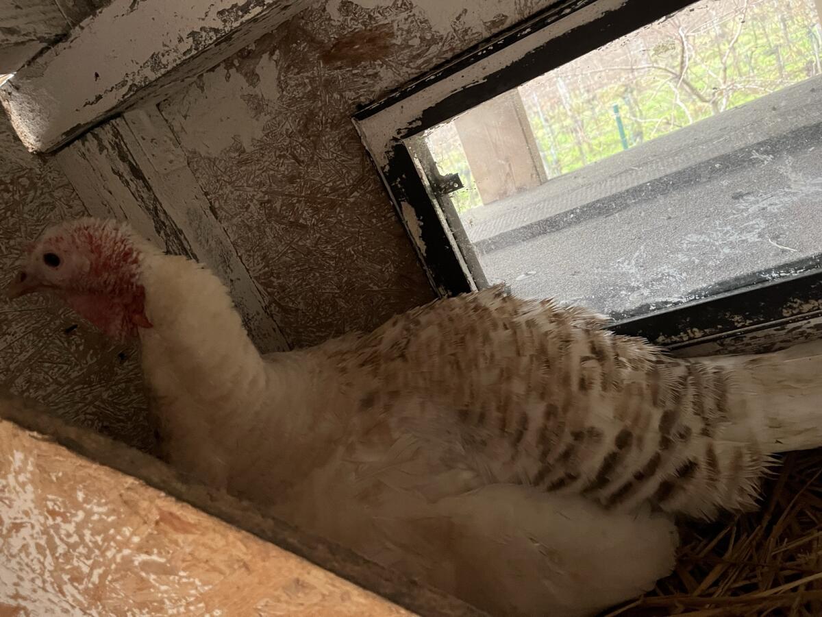 Puten 8 Weibchen und ein Männchen 3