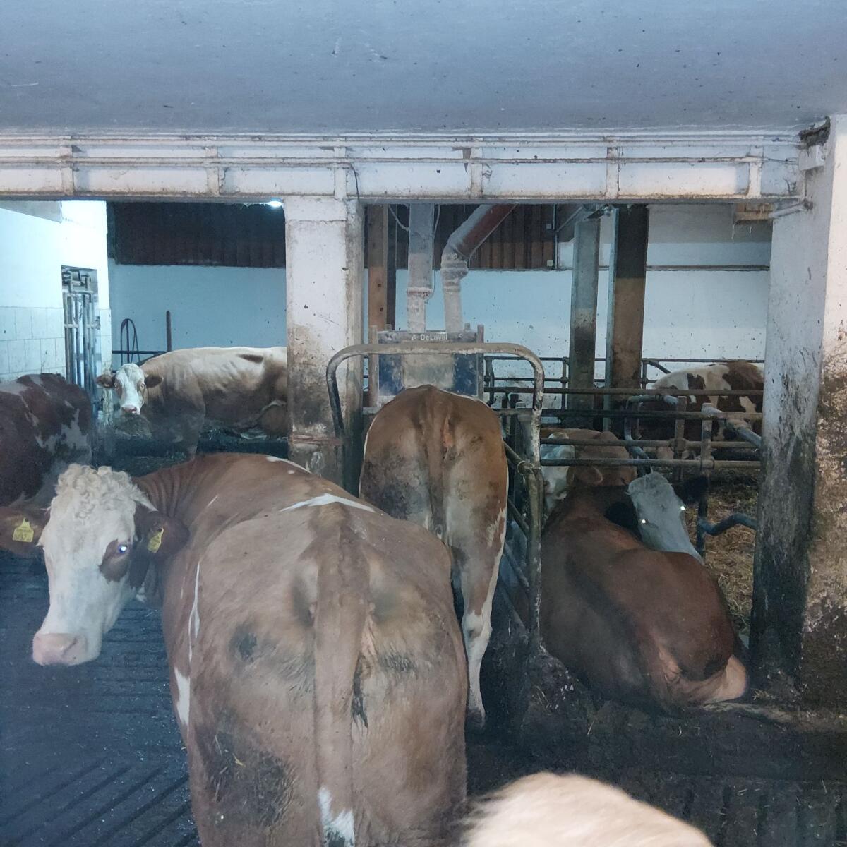 DeLaval Transponder 2