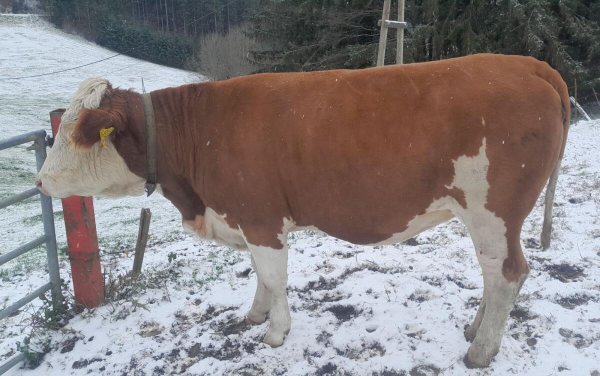 Trächtige Fleckviehkalbin 2