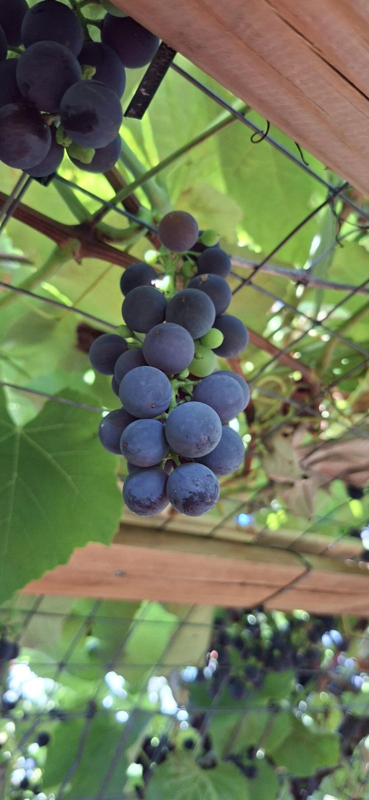 Uhudler Wein vom Fass 2