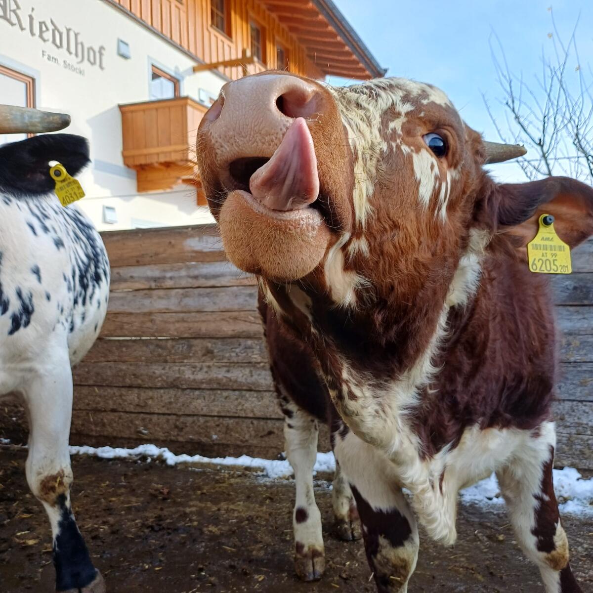 Bio- Pustertaler Stier zu verkaufen 3