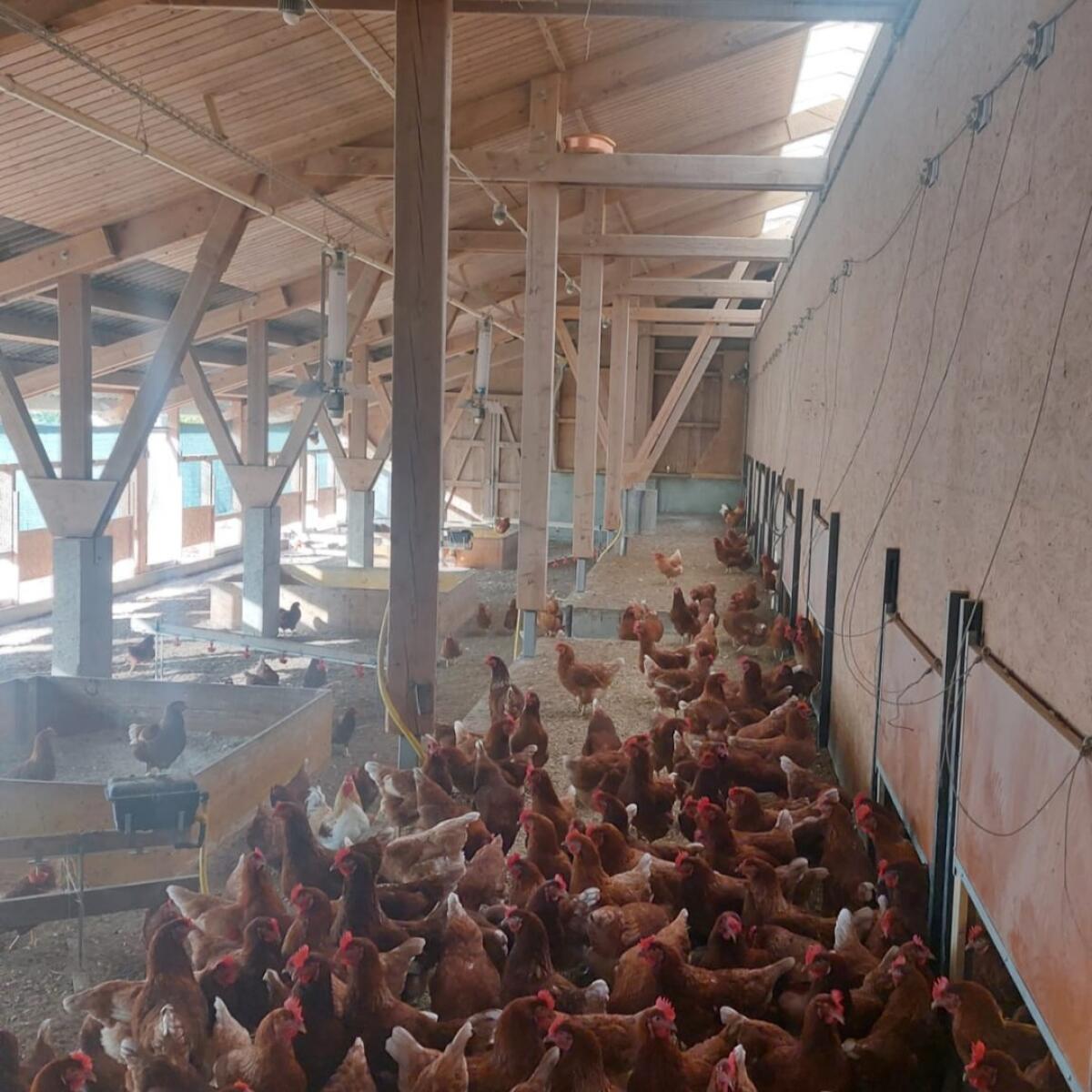 Schnelle Hilfe bei Blauzungenkrankheit oder Vogelgrippe 2