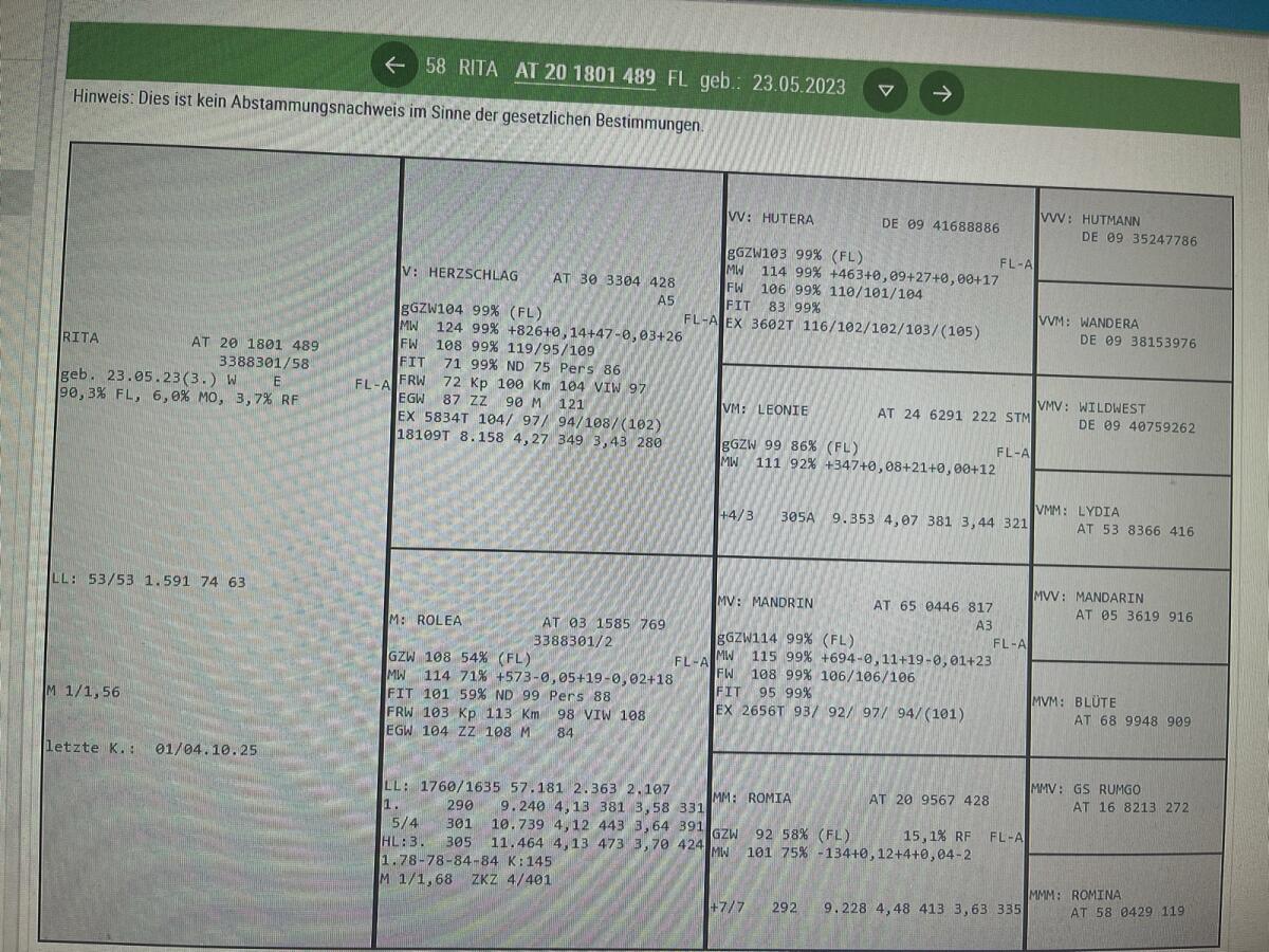 Jungkuh/Fleckviehkuh 2