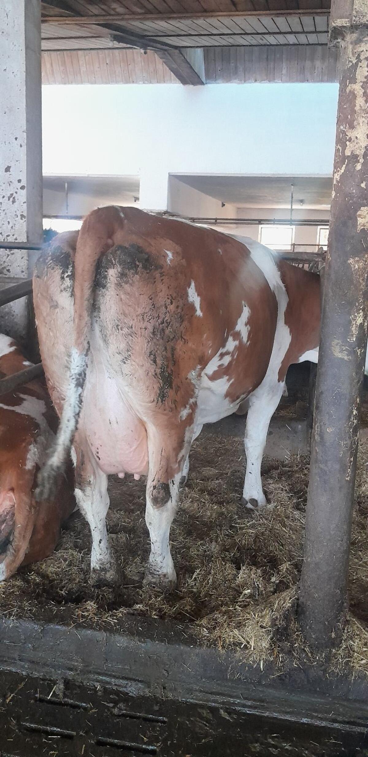 Genetisch hornlose Fleckviehzuchtkuh 2