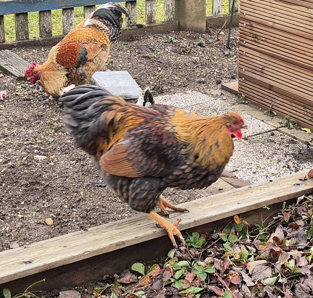 Wyandotten Junghahn 2