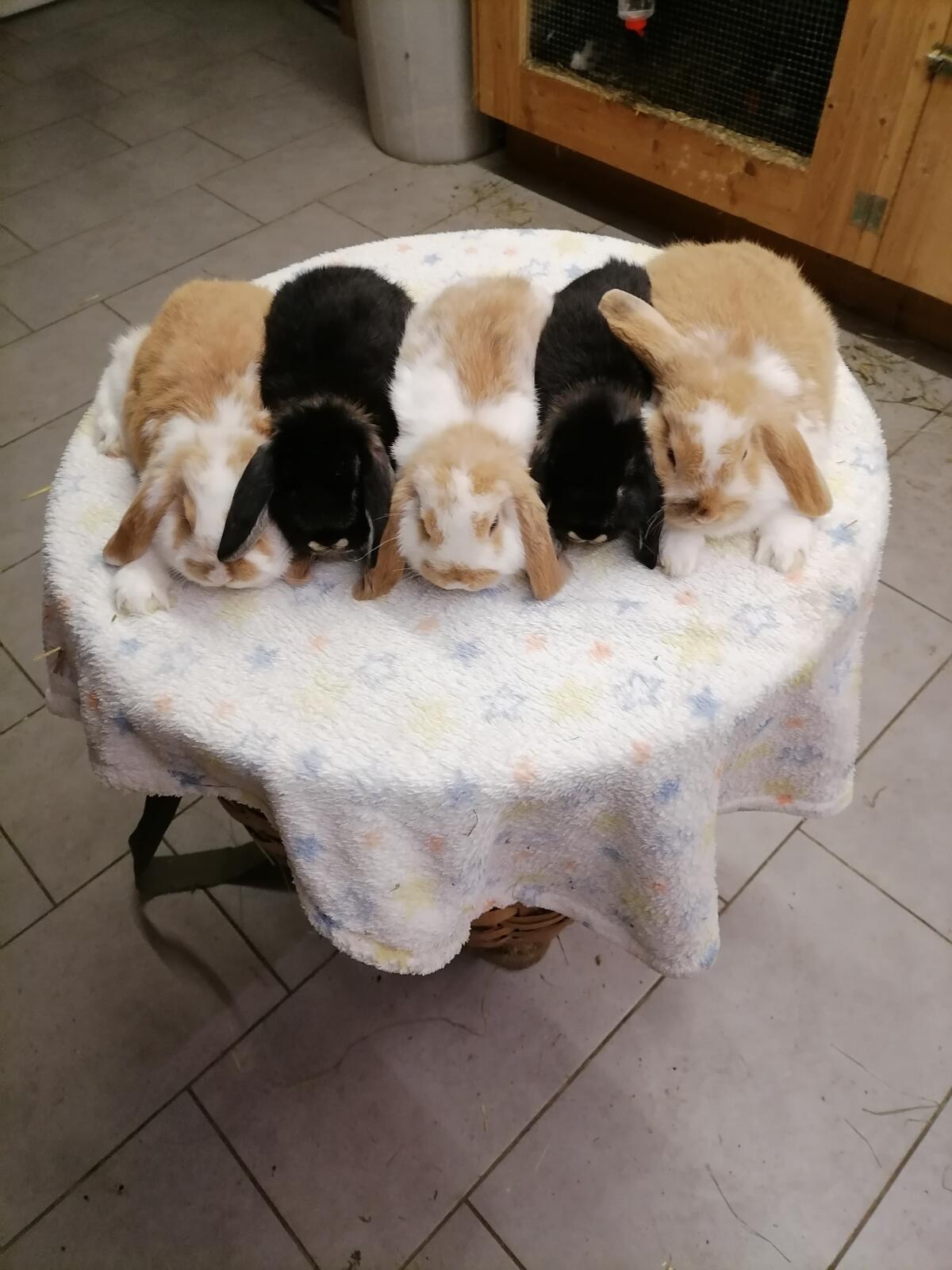 Minilop Zwergwidder Kaninchen 1