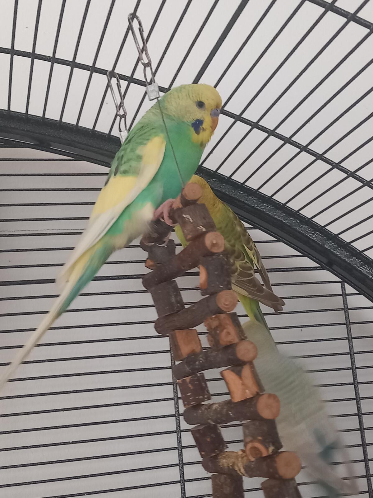 4 Wellensittiche, 2 Paare 3