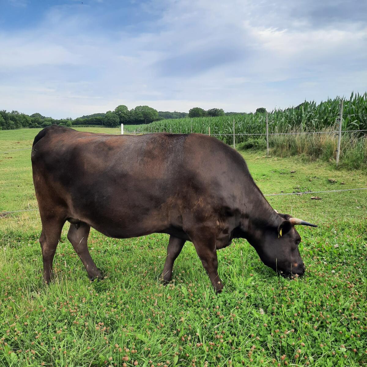 Verkaufe Wagyu Tiere 1