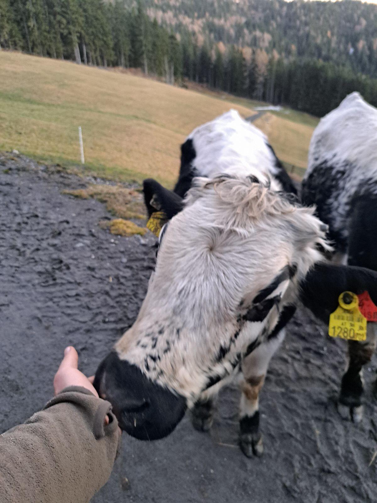 Bio Pustertaler Sprinzen Kalbin 2