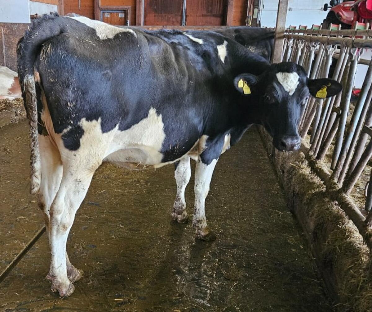 Holstein Kalbin 2