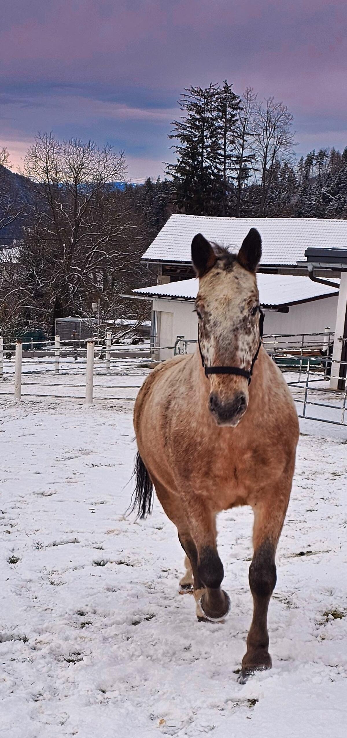 12-jähriger Noriker-Mix Wallach an Bestplatz abzugeben 1