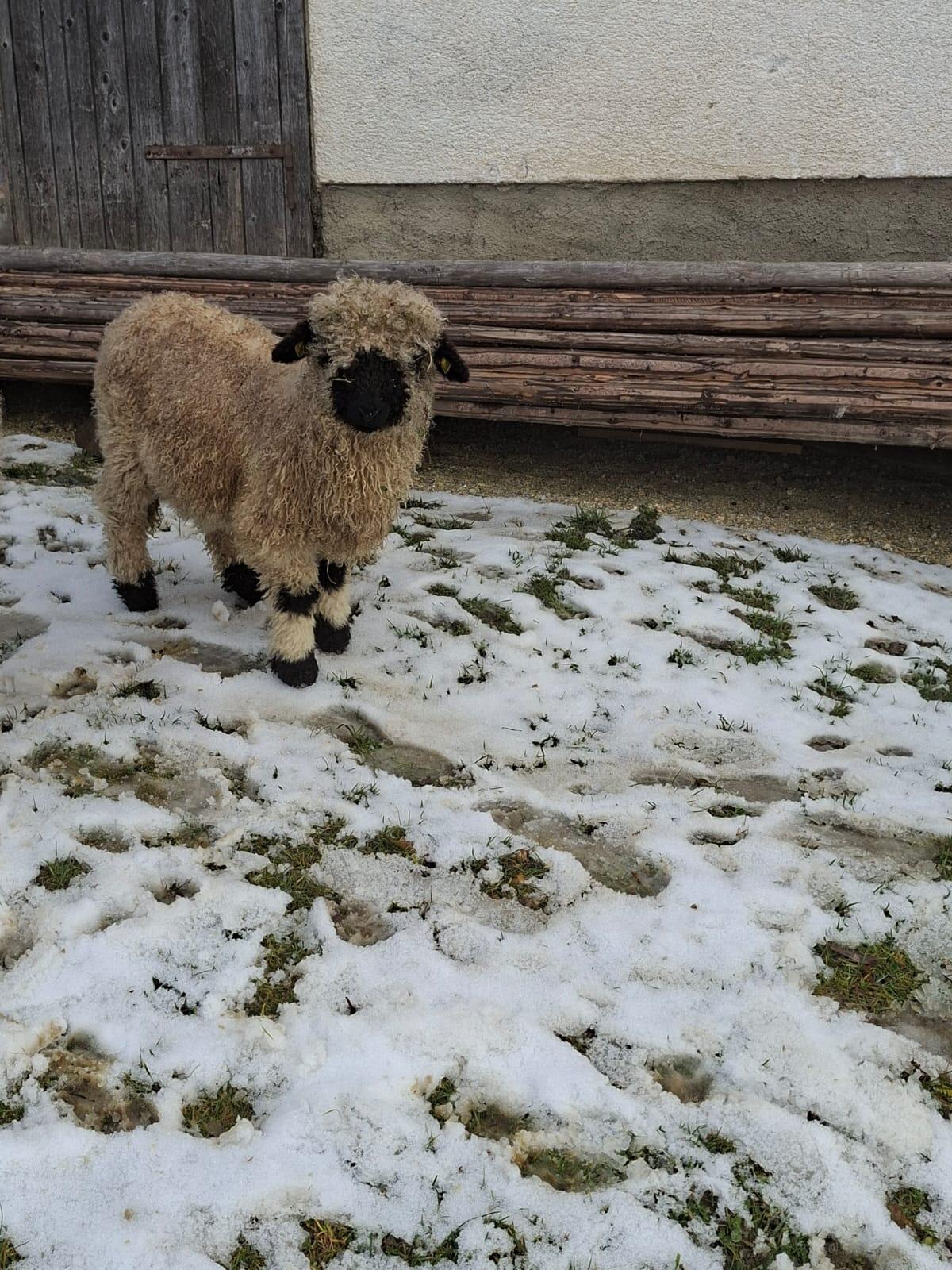 Walliser Schwarznasenschaf 1