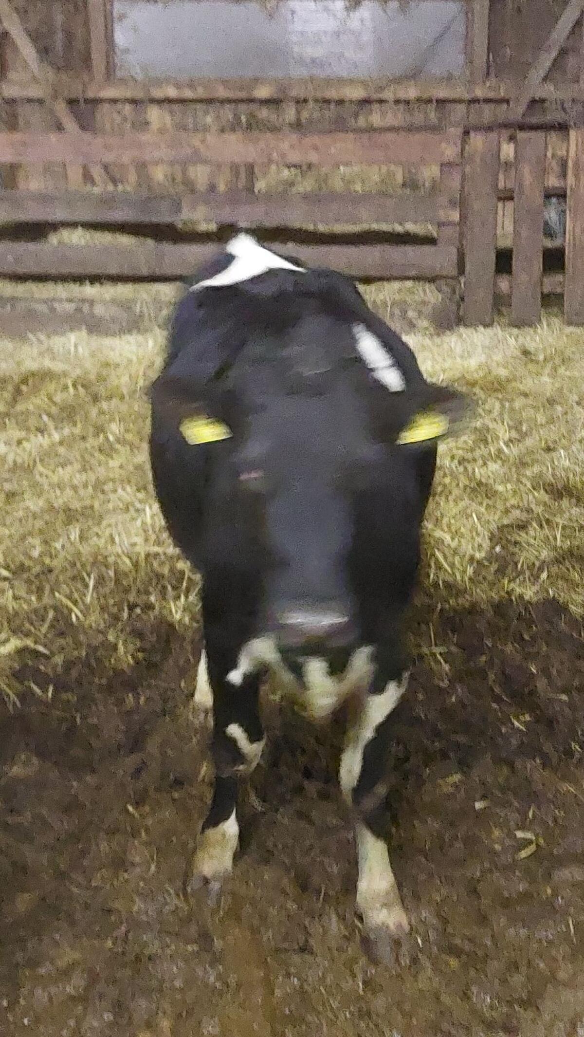 Holstein Bio Zuchtkalbinnen 2