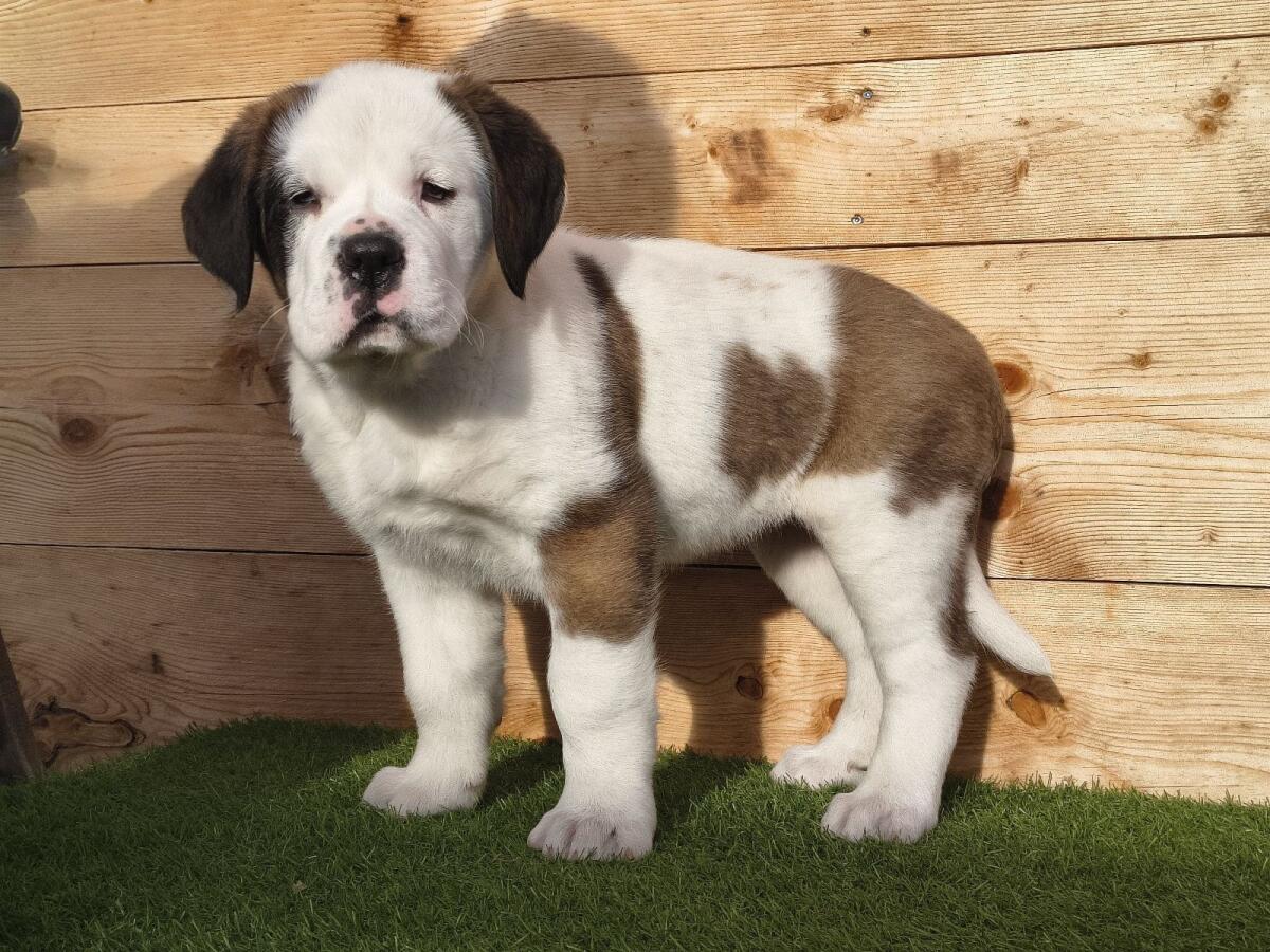 Reinrassige Bernhardiner-Welpen 1