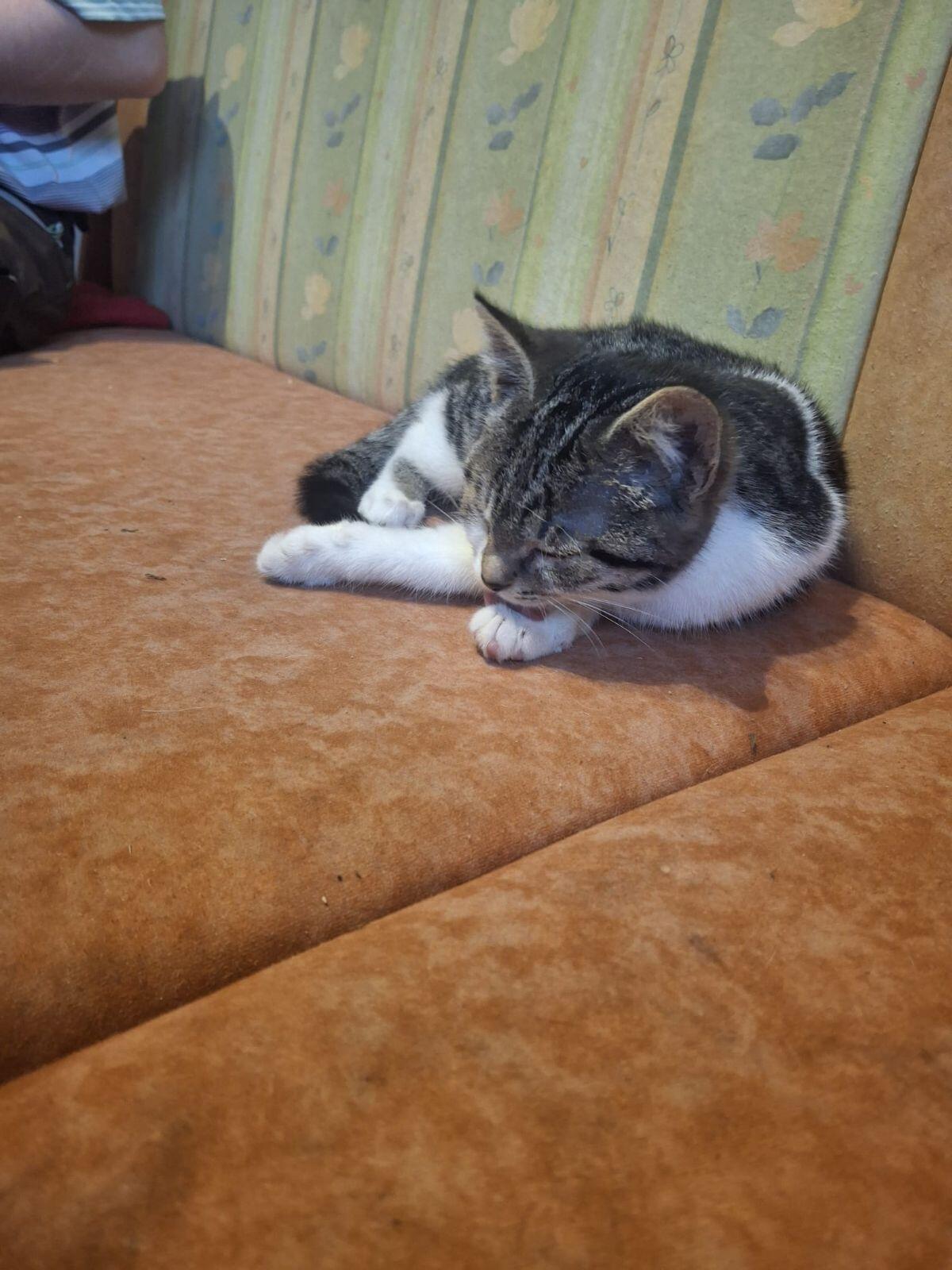 Kätzchen (weiblich) 2