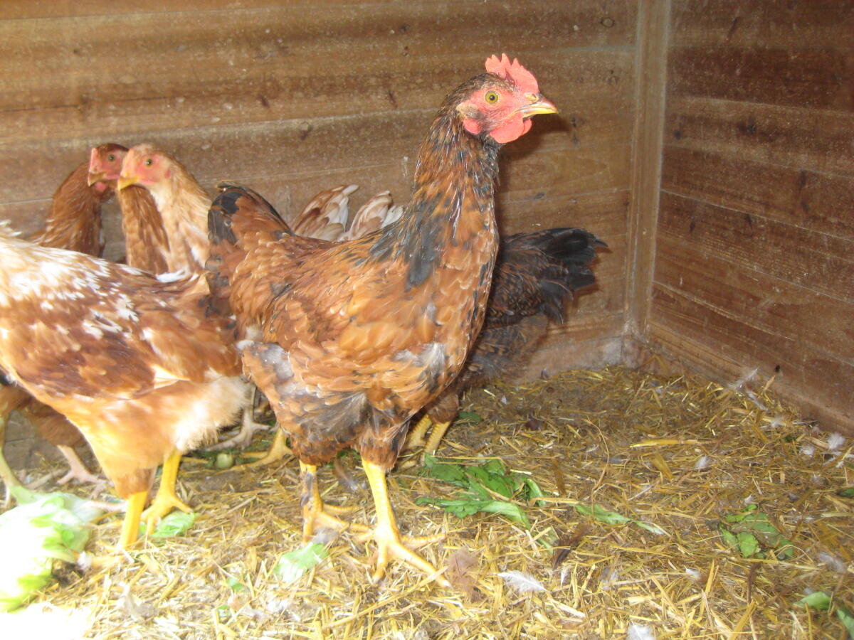 Junghähne zu verschenken 1