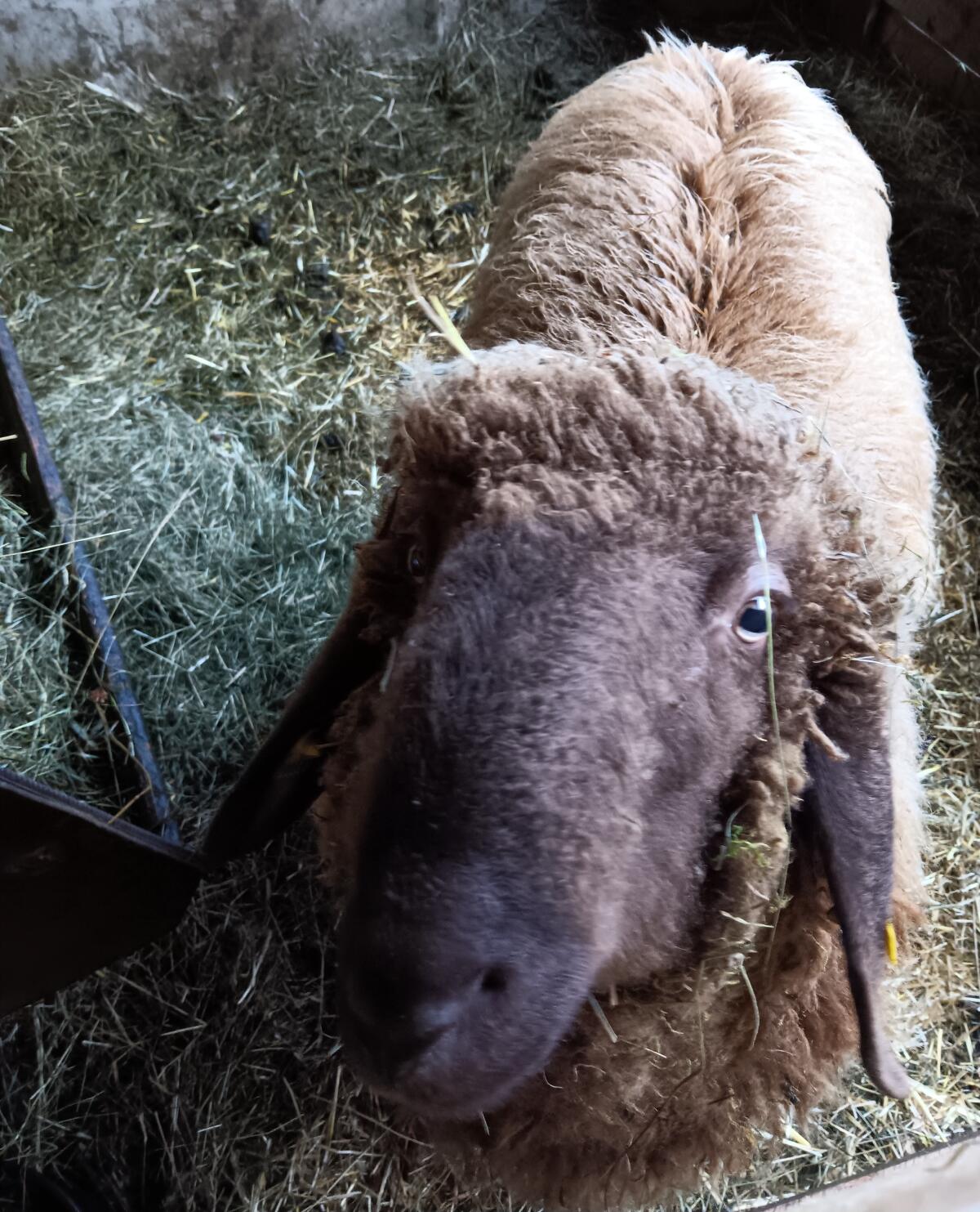 Bio Brauner Bergschafwidder 1