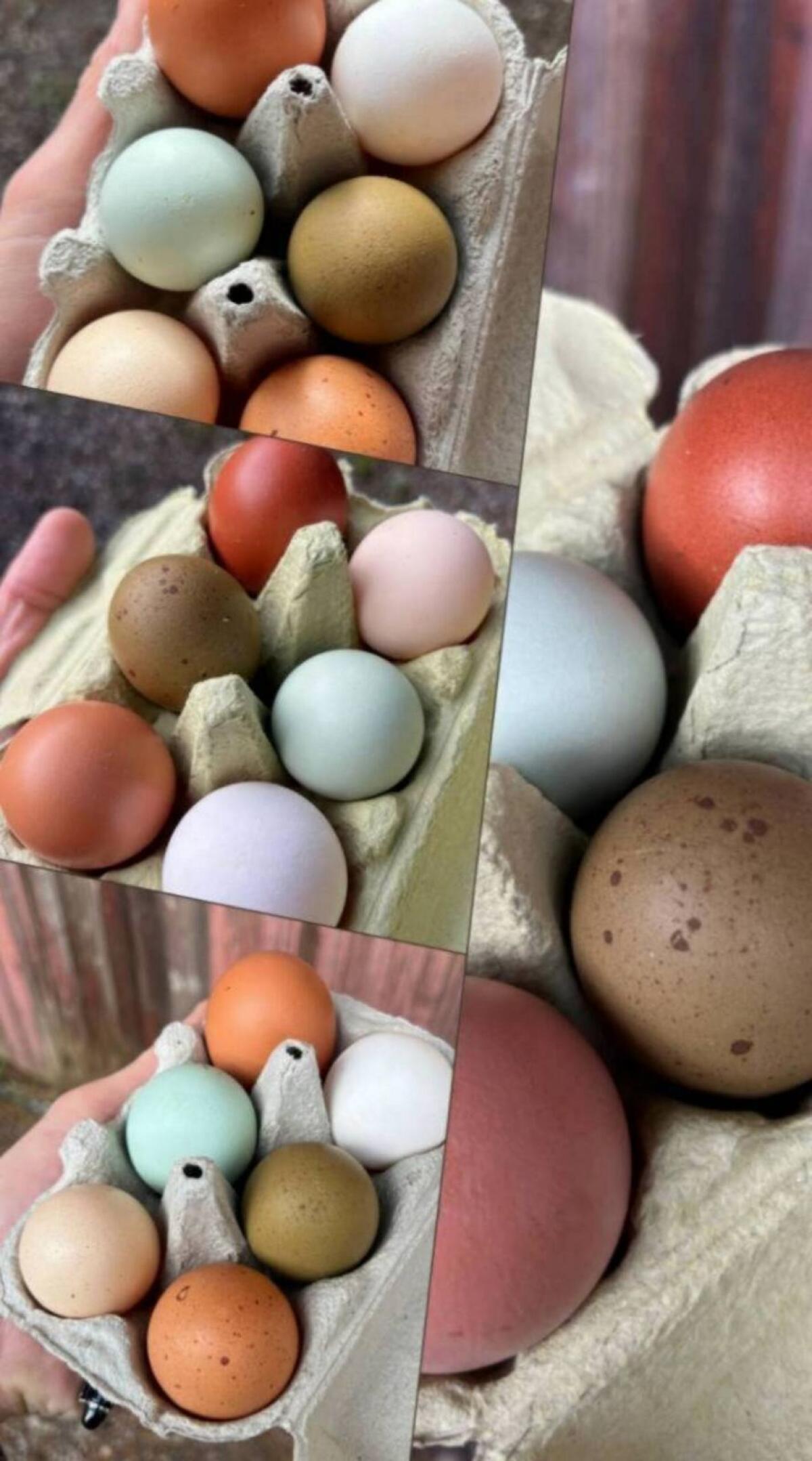 Bruteier Bunte Mischung 2