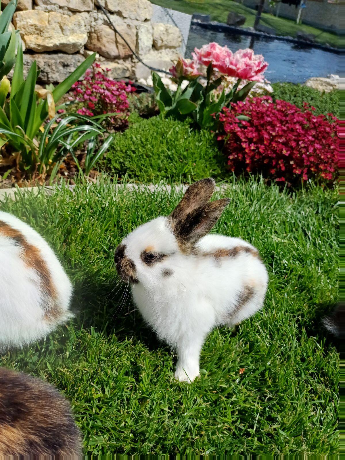 Kaninchen, Hasen, Fleischhasen 3