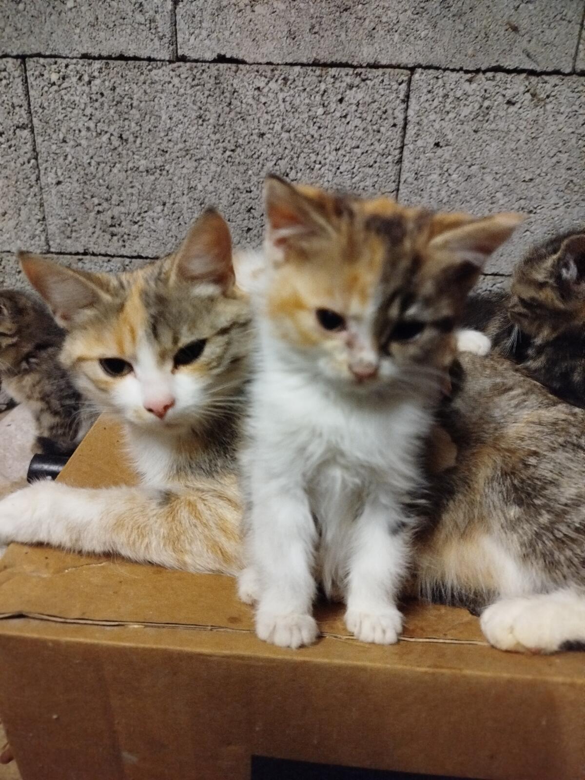 Bauernhof - Katzenbabys 2