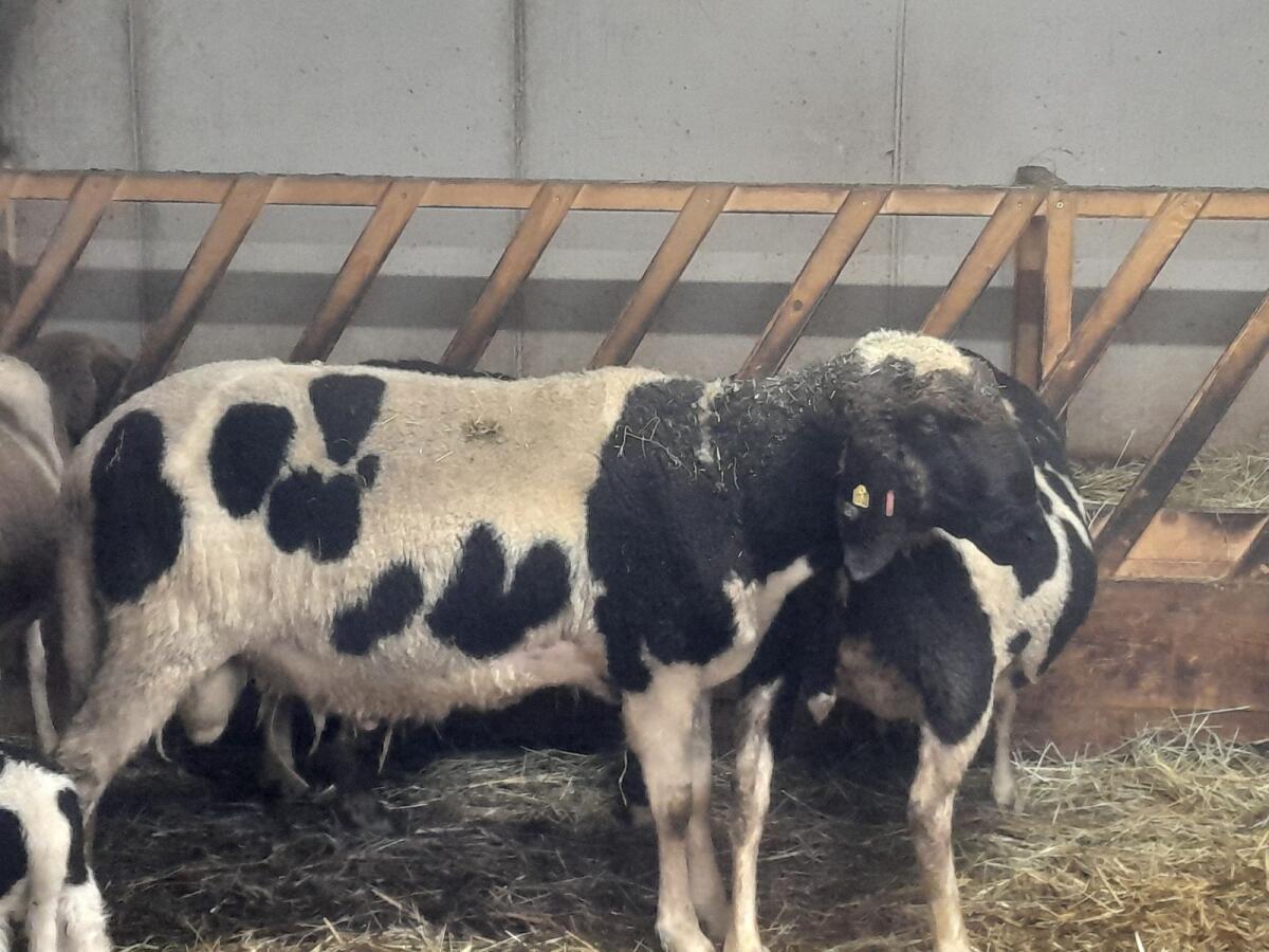 Gescheckter Bergschafwidder 2