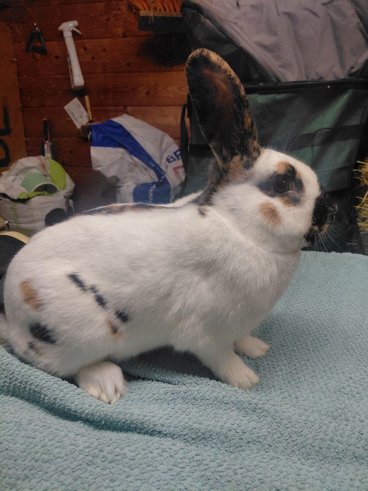 Rheinische Schecken, Dreifarbenschecken, Kaninchen 1