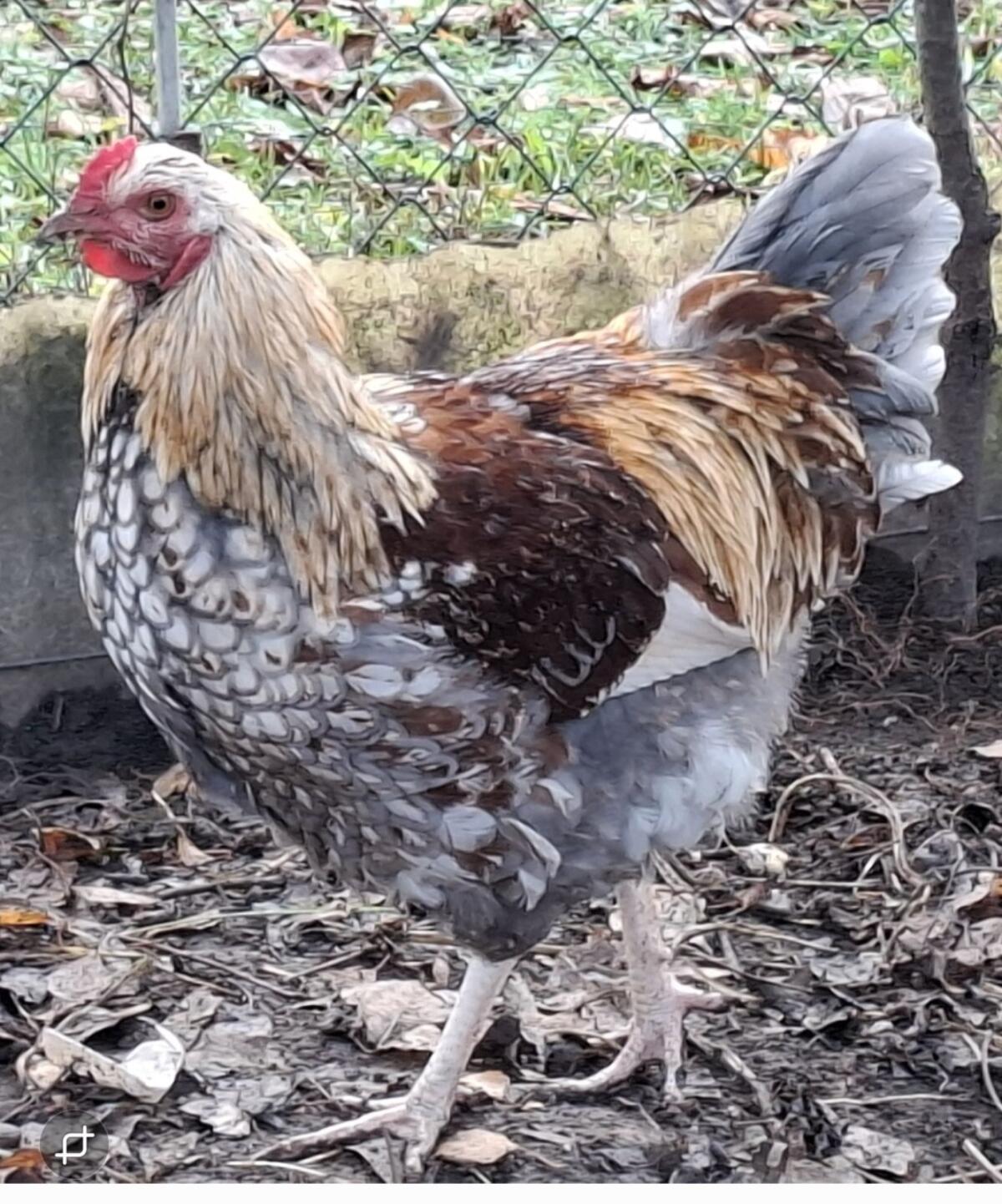 Wyandotten-Mix Junghahn 1