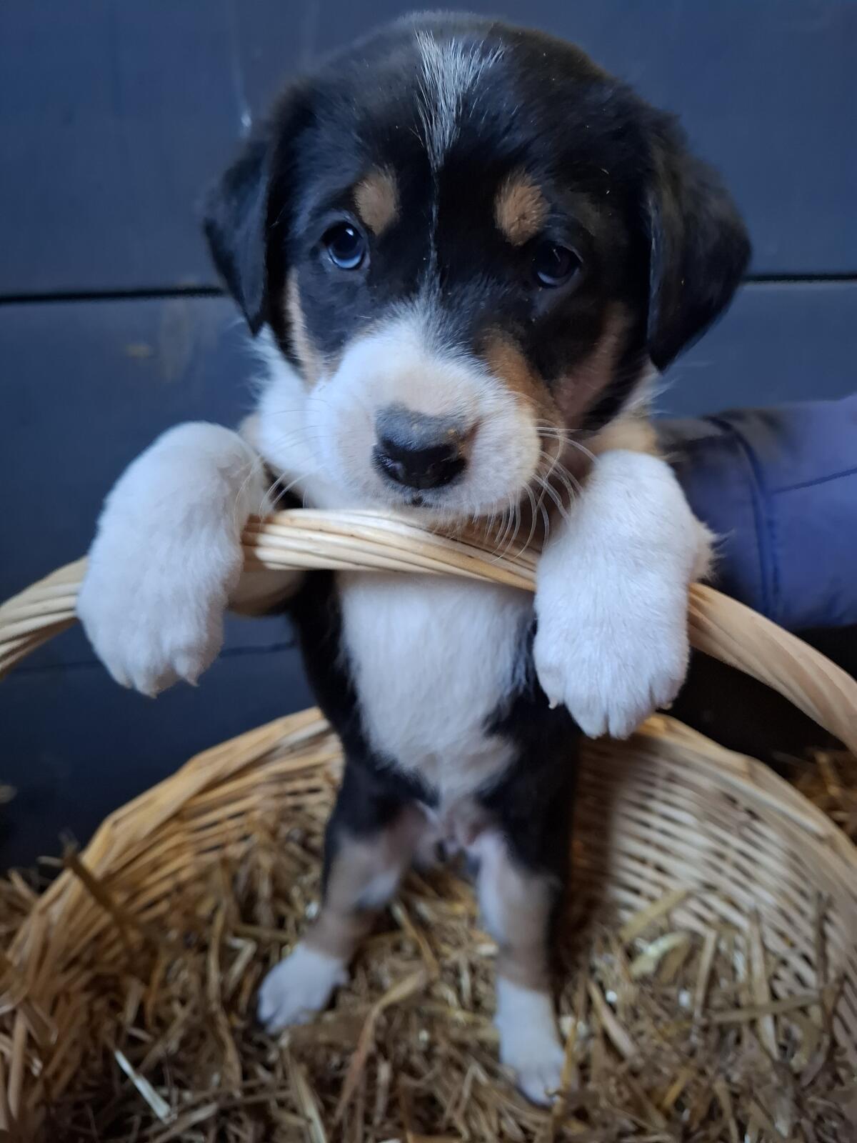 Appenzeller Mix Welpen 2